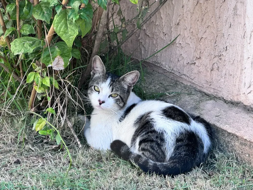 Cat resting beside the garden