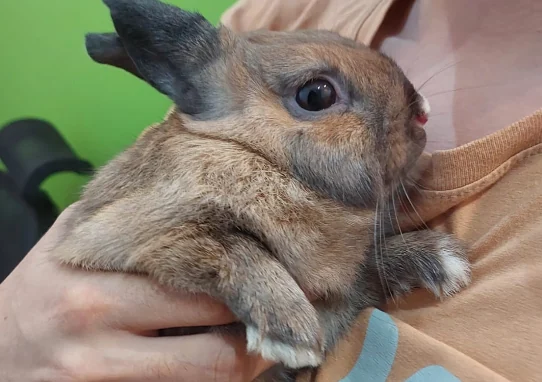 Pitico being held